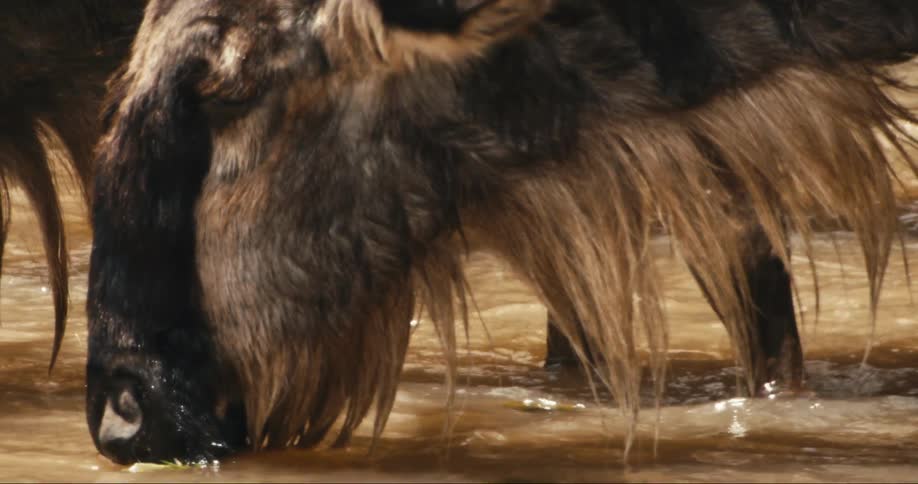 Wildebeest drinking water in a river