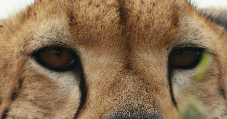 A closeup of a cheetahs face