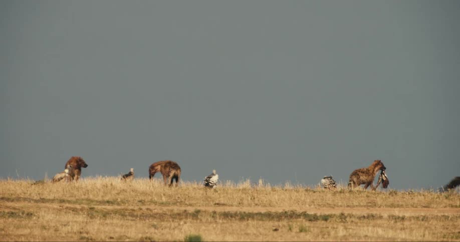 Wild dog carrying birds in its mouth