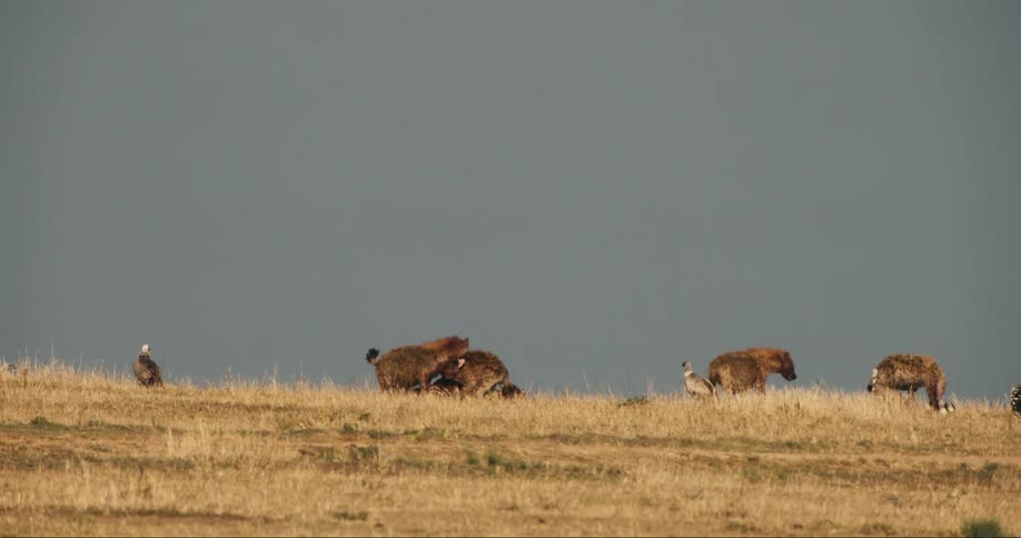A group of hyenas are feeding on a carcass in a grassy field