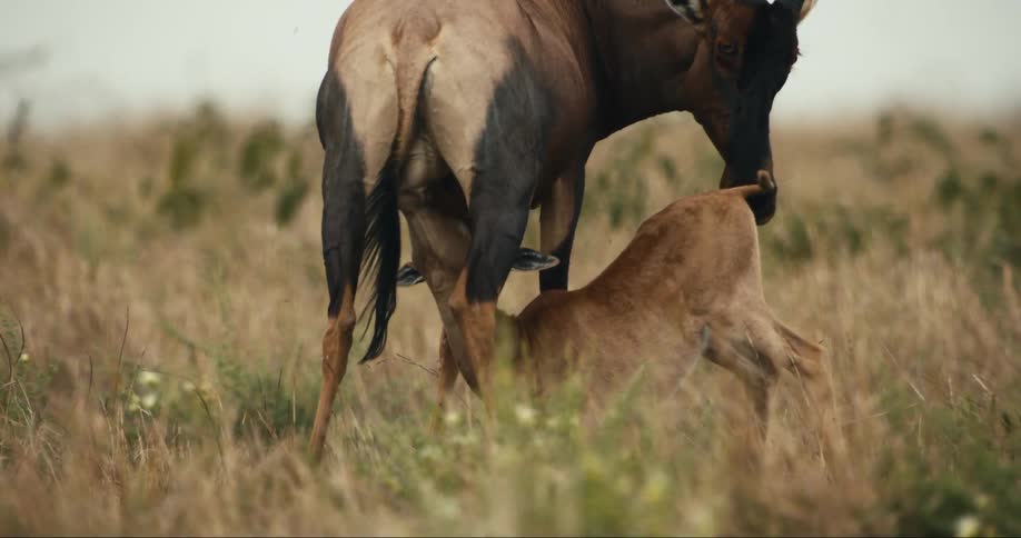 An adult antelope standing still while nursing her calf