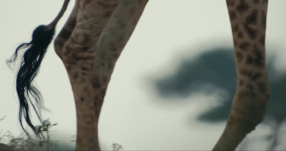 Legs of giraffes walking through the jungle