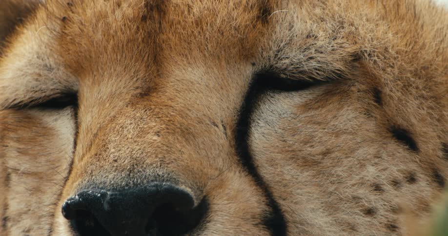Close up of a jaguars face with sleepy blinking eyes