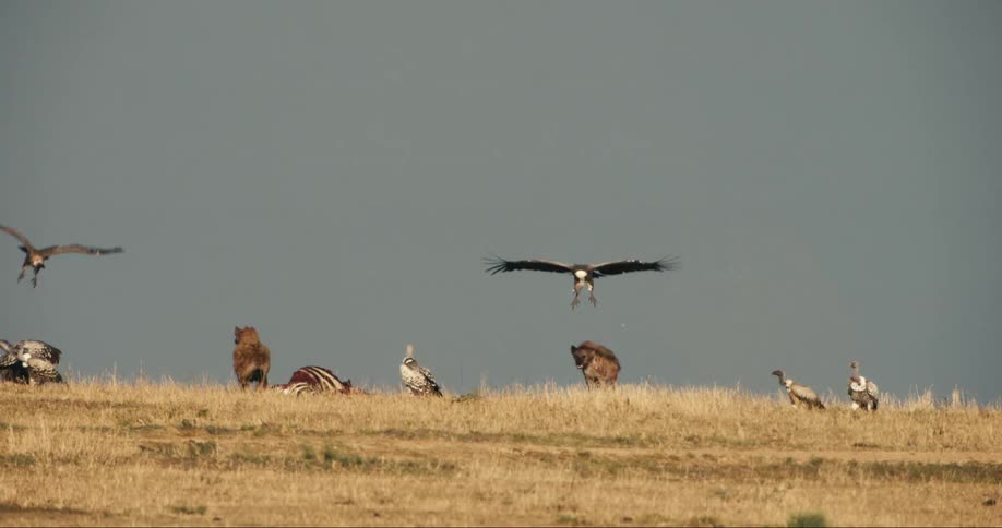 Hyenas and vultures eating carrion while zebras pass by outdoors during day time