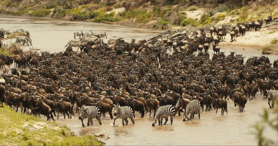 Group of wildebeest and zebra crossing a river