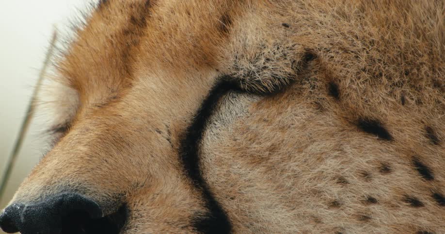 A closeup of a cheetahs face showing its distinctive markings and piercing eyes