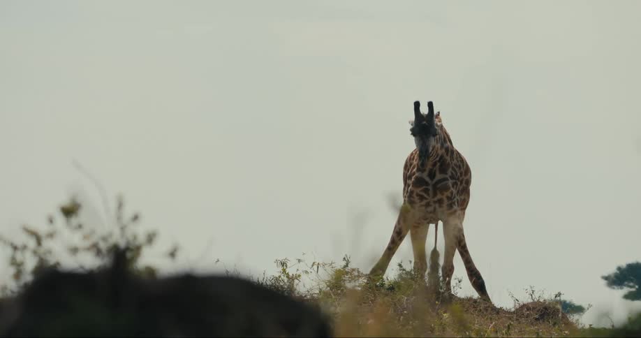 A clip of a giraffe feeding
