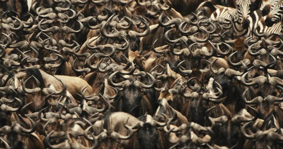 Group of wildebeests walking in the same direction