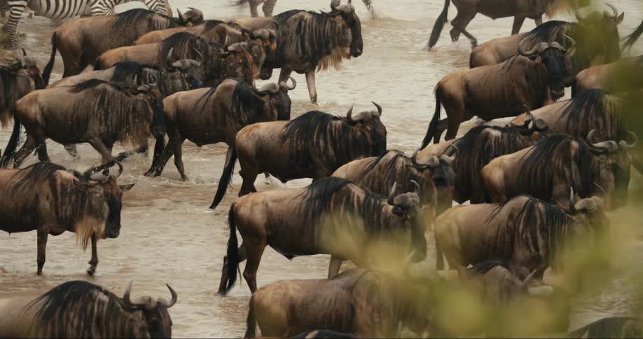 A large herd of wildebeest are crossing a shallow river