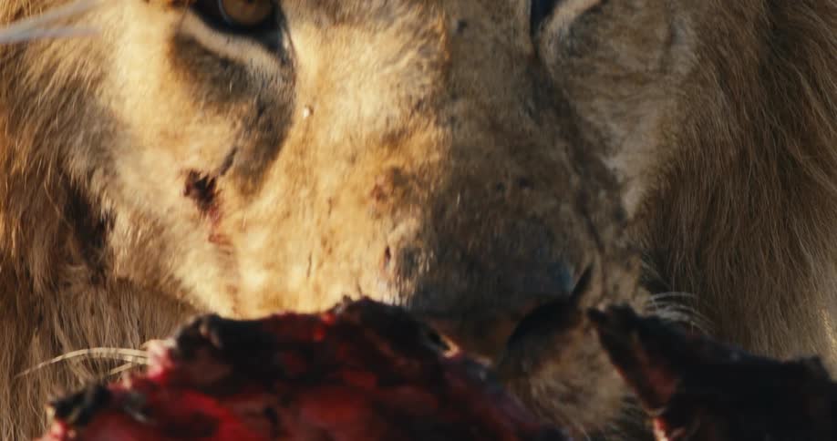 Portrait of a lion eating carrion