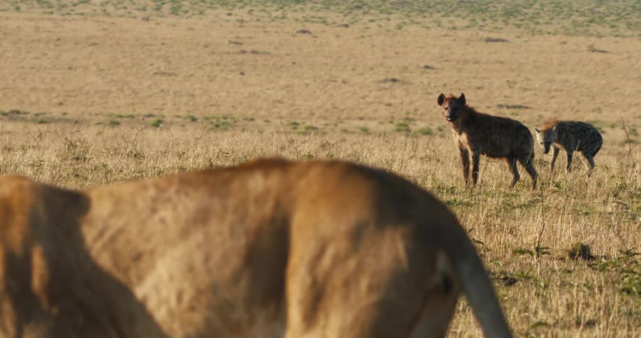 Two hyenas near a lion looking at it in a savannah