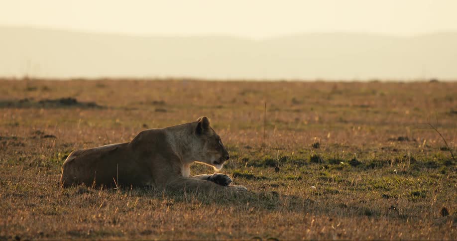 A lioness rests in a grassy field at sunset