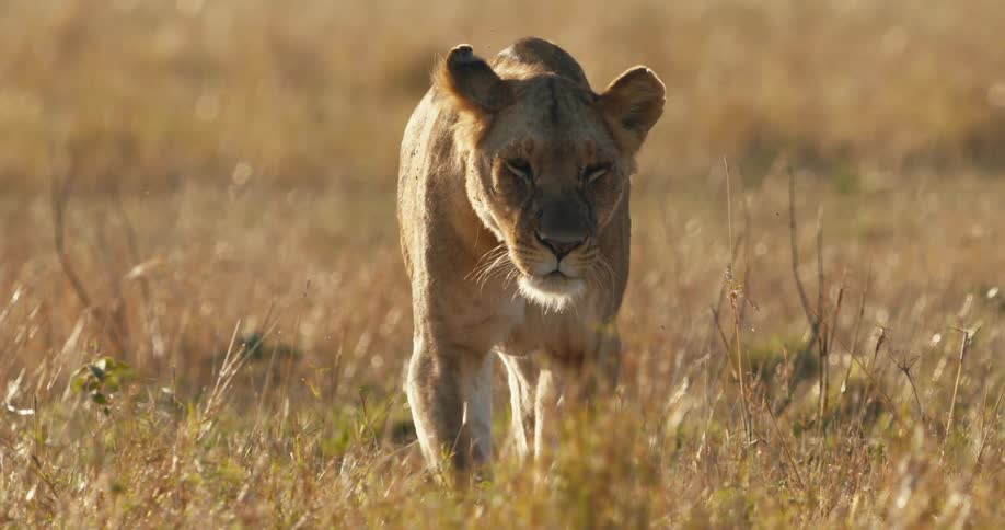 Lioness walking on grass in the jungle