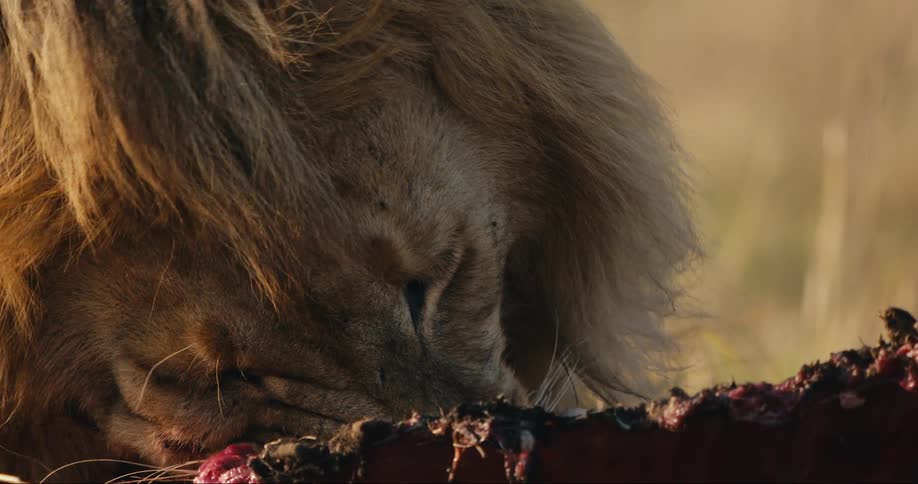 A lion chews on a carcass