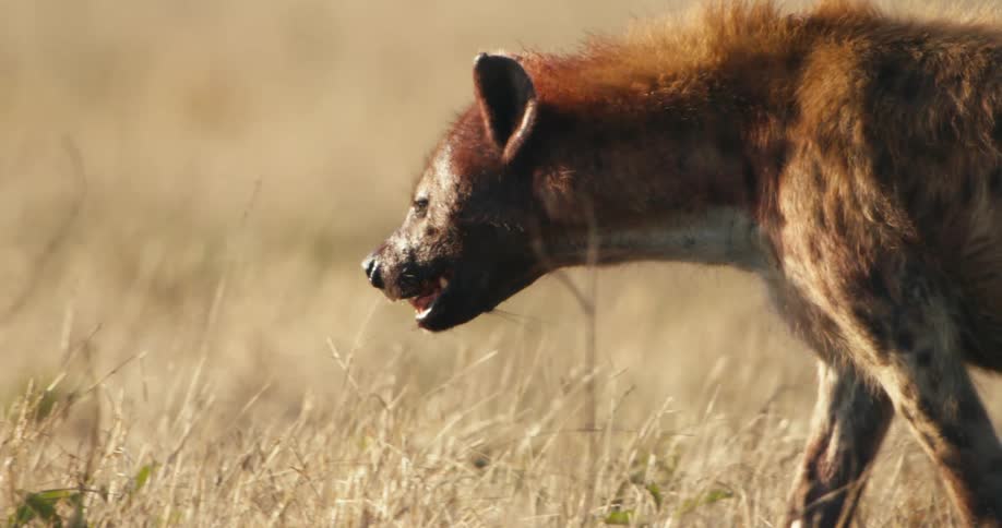 Hyena walking outdoors on grazing floor during daytime