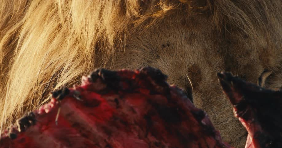 Face of a lion eating fresh meat from an animal in the wild