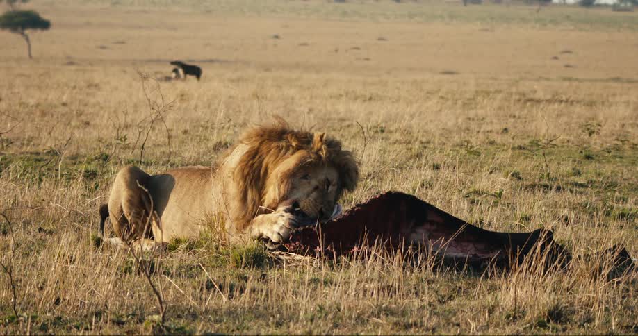 Lion lying down eating the meat and the dead animal