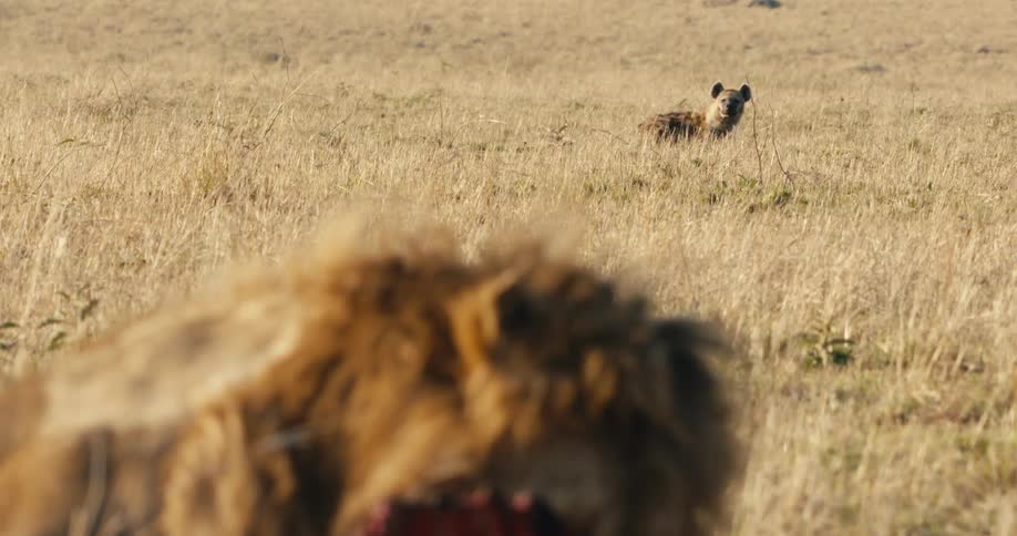 Lion in the foreground and in the background a wild dog in the jungle