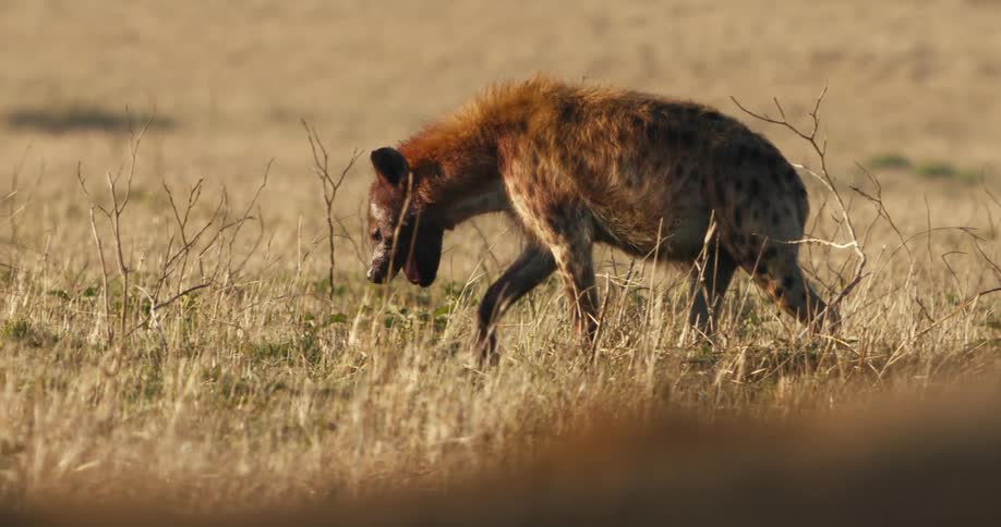 A hyena walks through a field of tall grass