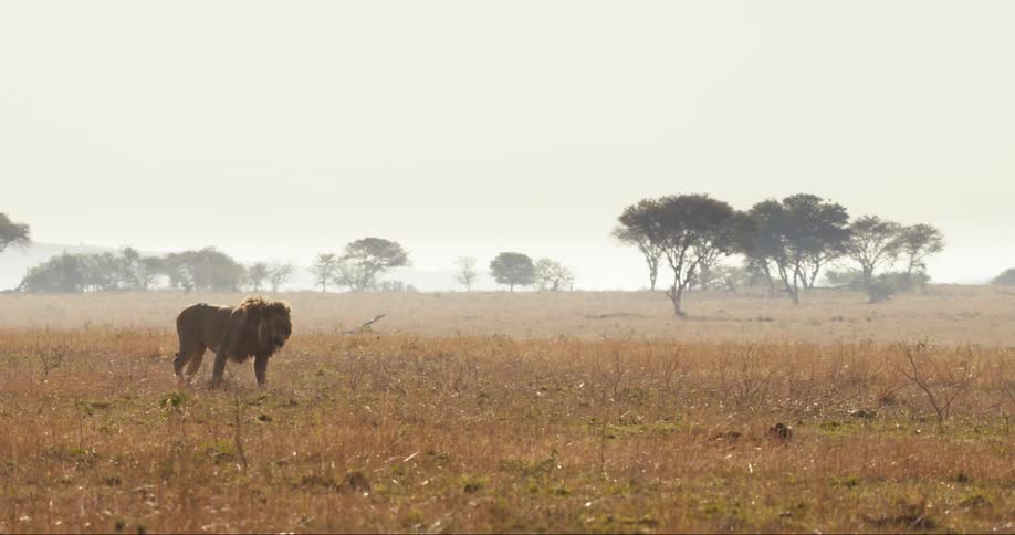 Lion walking through the jungle with trees in the background during daytime