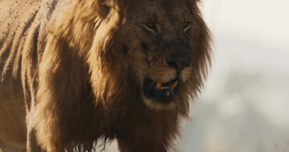 Lion walking through the jungle with mosquitoes on his body