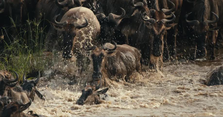 A large herd of wildebeest crossing a river