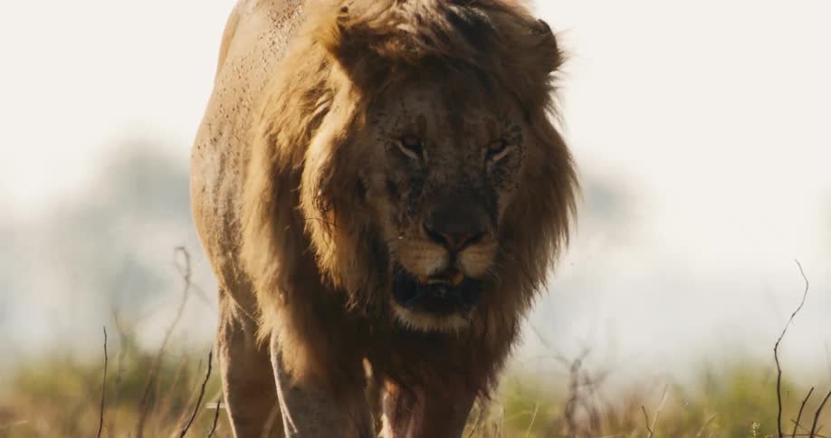 A large lion is walking on a cloudy day
