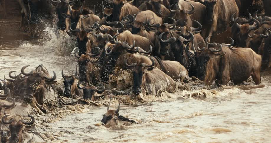 A herd of bison enter the water