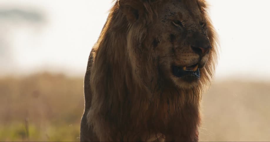 A male lion stands in a field its mane ruffled in the wind
