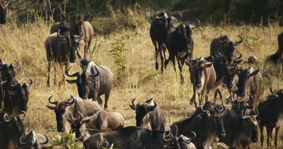 A large herd of wildebeest is grazing in a grassy field