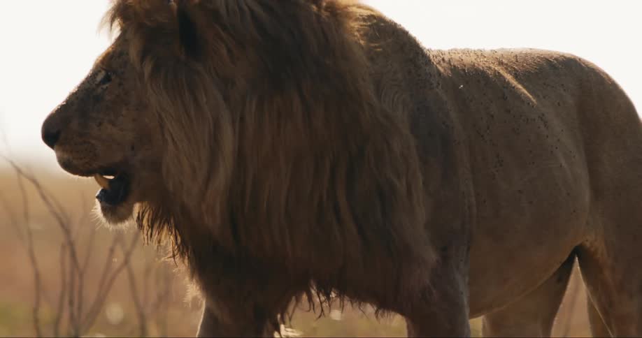Male lion walking outdoors next to grazing lands during daytime