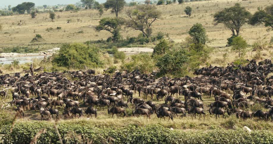 Herd of bison walking on a pasture on a flat grassy area of land outdoors during daytime