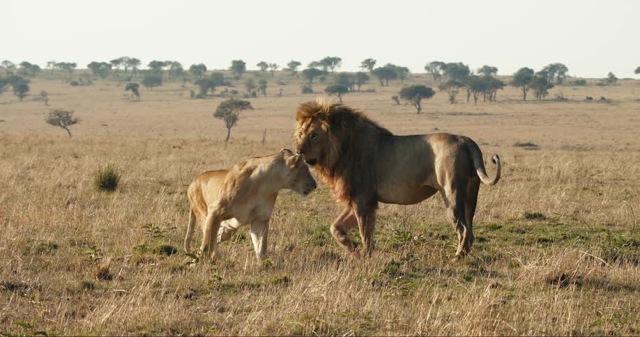 Lion and lioness walking in a savanna habitat