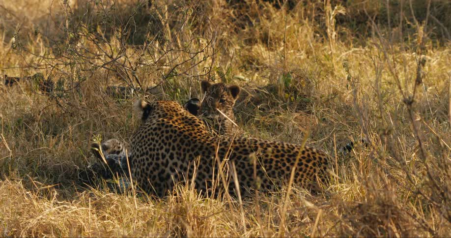 Two leopard cubs playing with their mother while lying down in the jungle