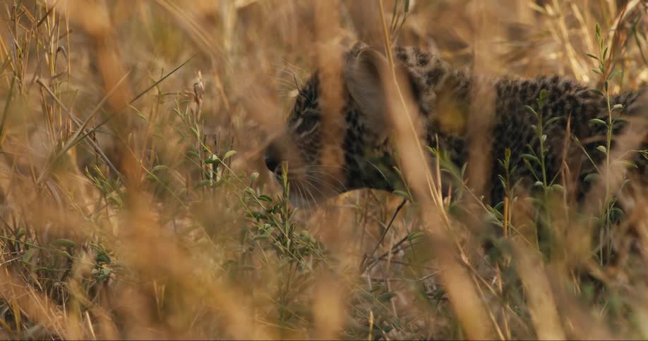 Leopard walking through dry grass in the jungle