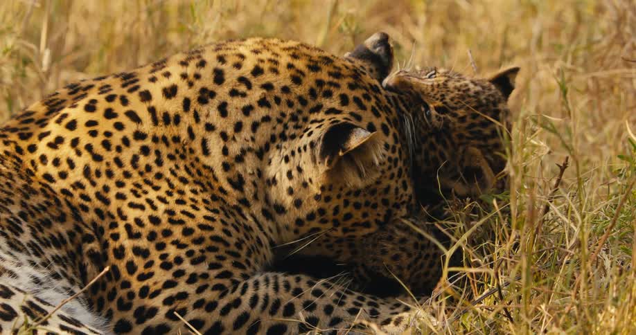 Adult leopard and baby leopard lying down biting and cuddling each other outdoors during daytime