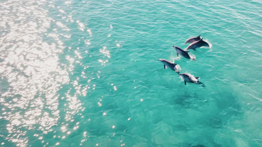A pod of dolphins leap through the turquoise ocean