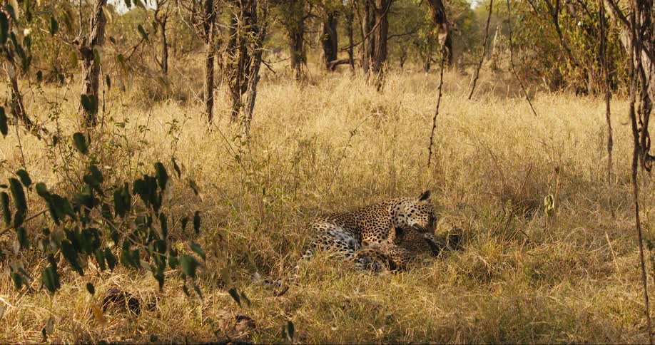 A leopard rests in a grassy field playing with its cubs