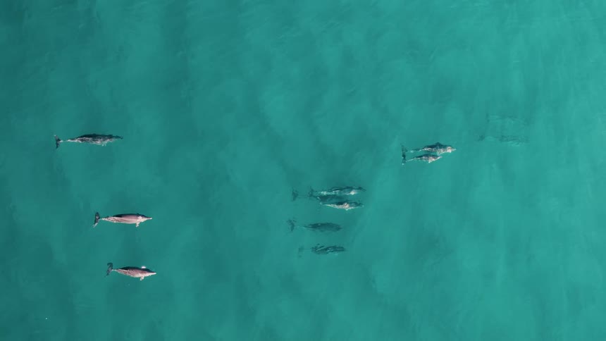An aerial view of several dolphins swimming together in crystal clear water