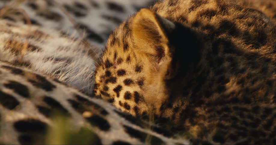 Leopard cub suckling its mother
