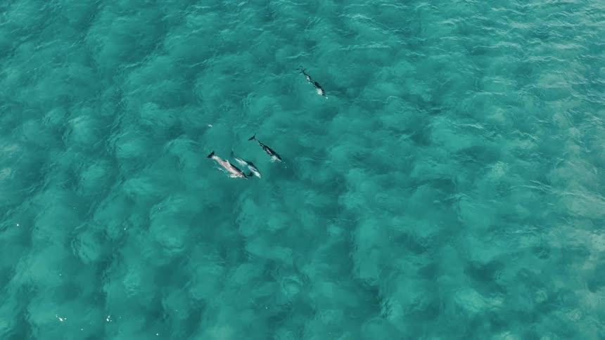 A clip of fishes in the sea
