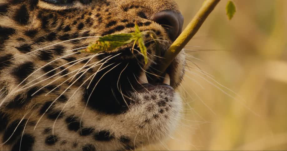A closeup of a leopards face as it chews on a stick
