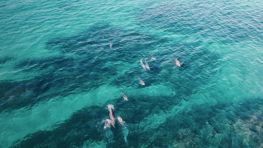 A pod of dolphins swims through clear turquoise water