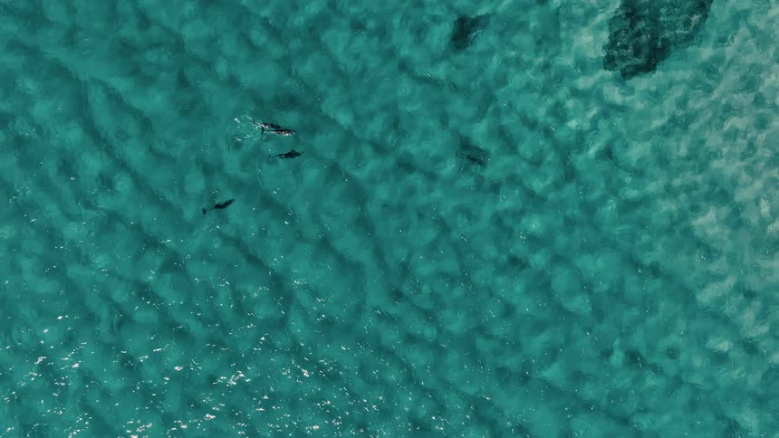 Aerial panorama of a turquoise blue sea and swimming dolphins
