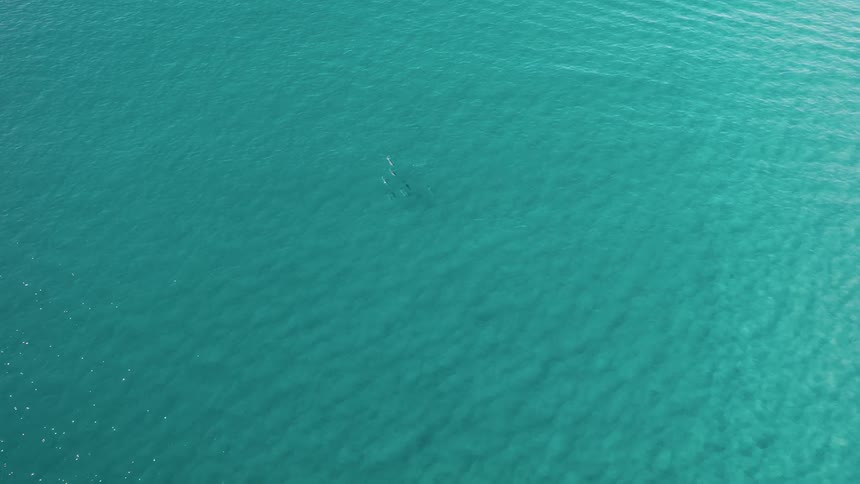 Aerial view of vast blue ocean and dolphins swimming