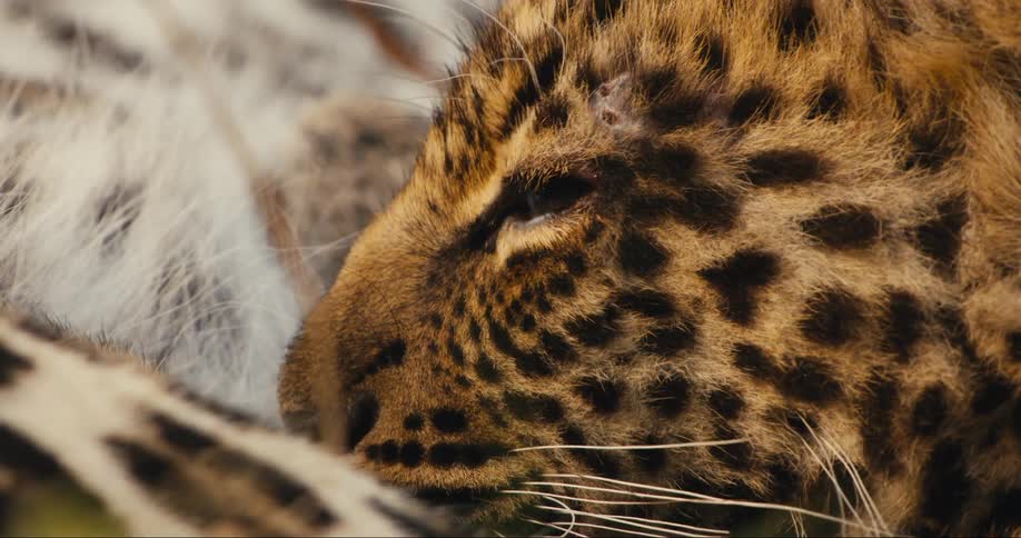 Leopard cub closing its eyes while suckling from its mother