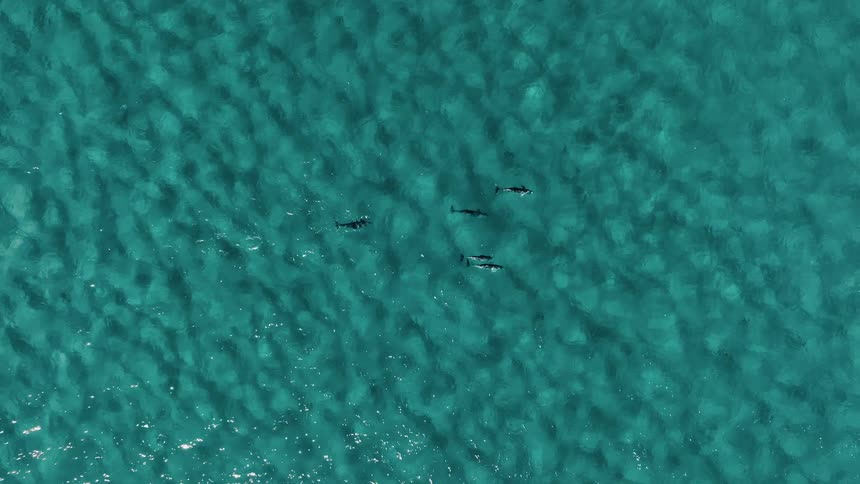 Aerial view of a small group of dolphins swimming in the same direction through the ocean