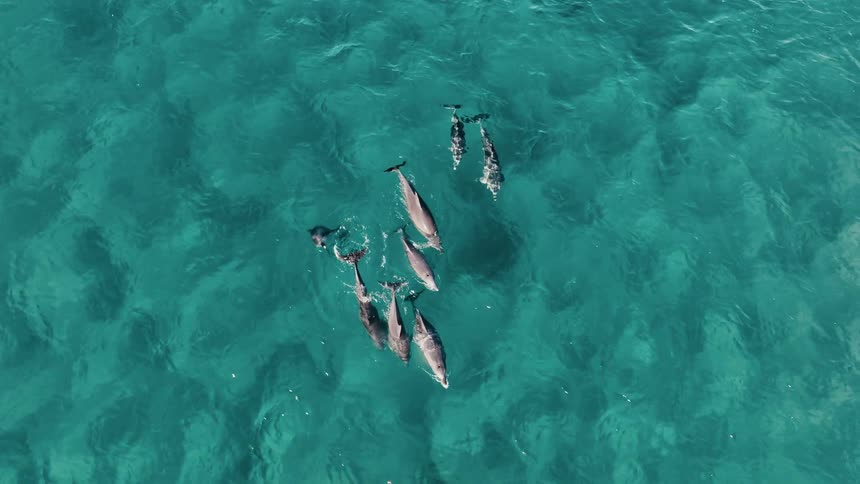 Group of dolphins swimming together in clear blue waters