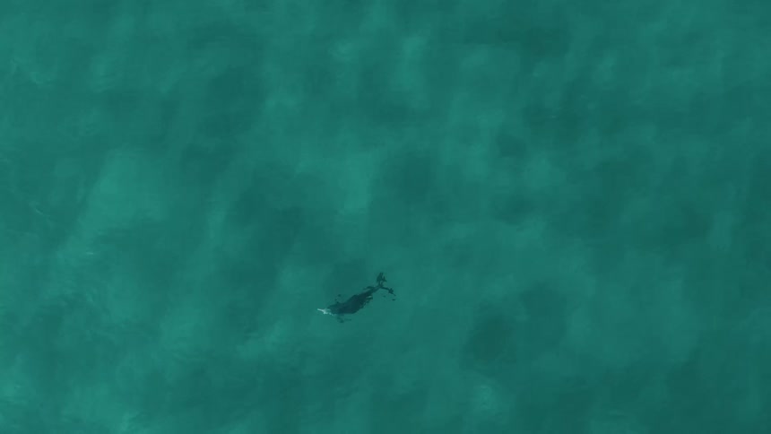Aerial of a dolphin swimming in the ocean