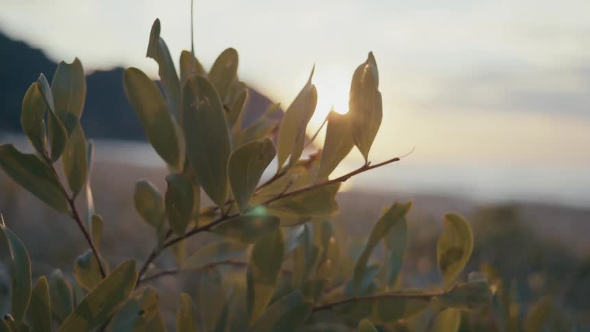 Plant with green leaves in the foreground and in the background a beach with a sun on the horizon